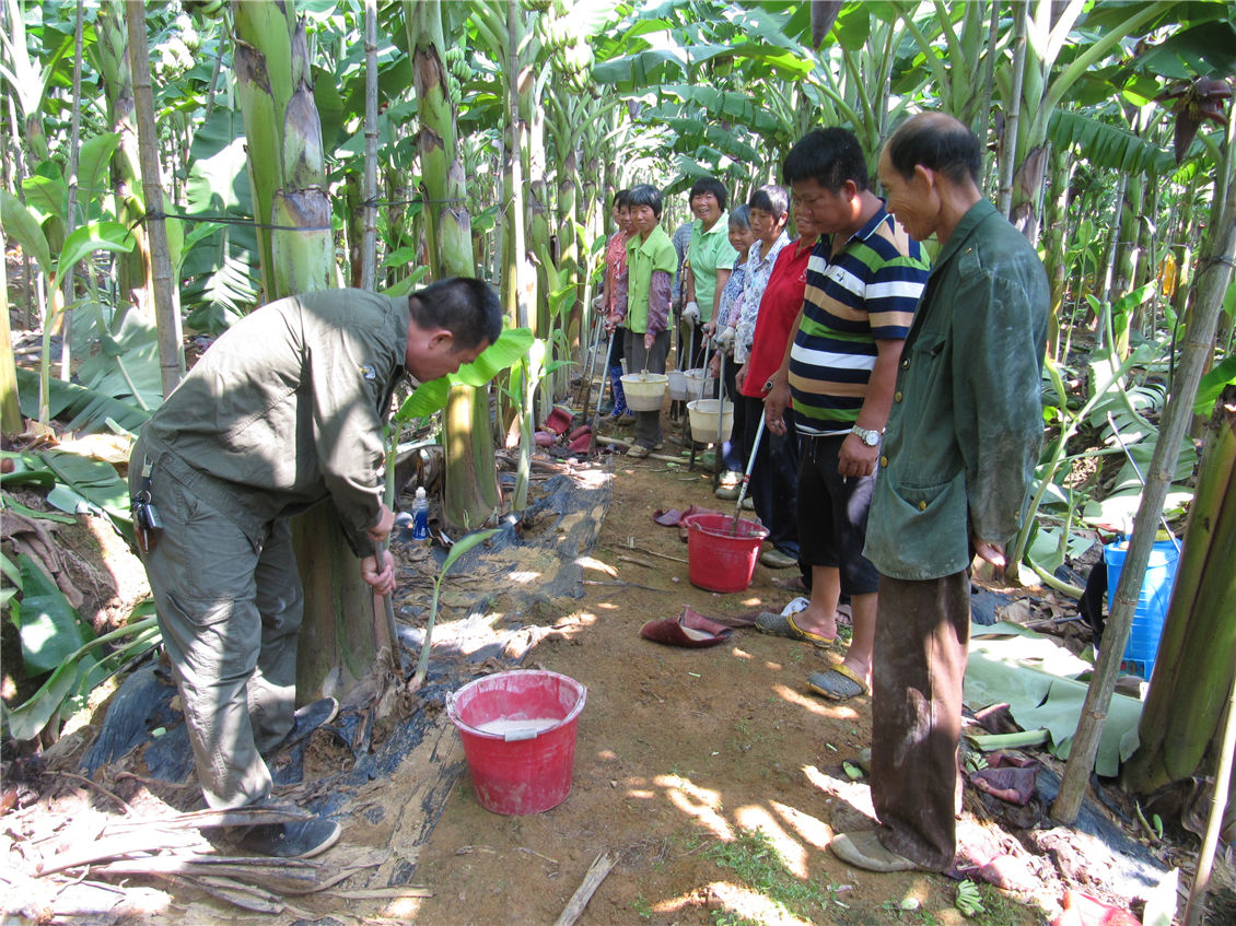 公司技术总监吴启军（左一）在对种植户进行粉蕉挖芽技术培训