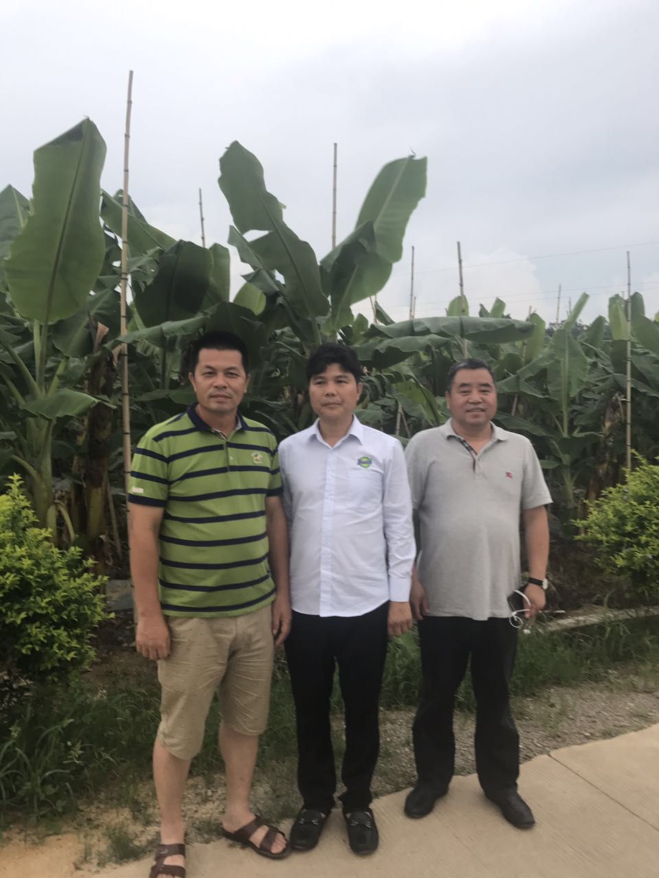 广西香蕉协会会长卢义贞（左二）在丰浩公司总经理吴启军（左一）的陪同下到示范区指导交流。